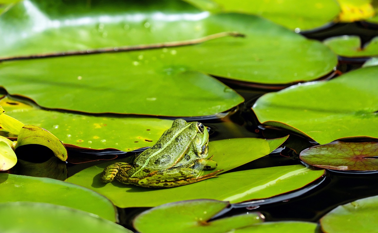 frog-1495034_1280