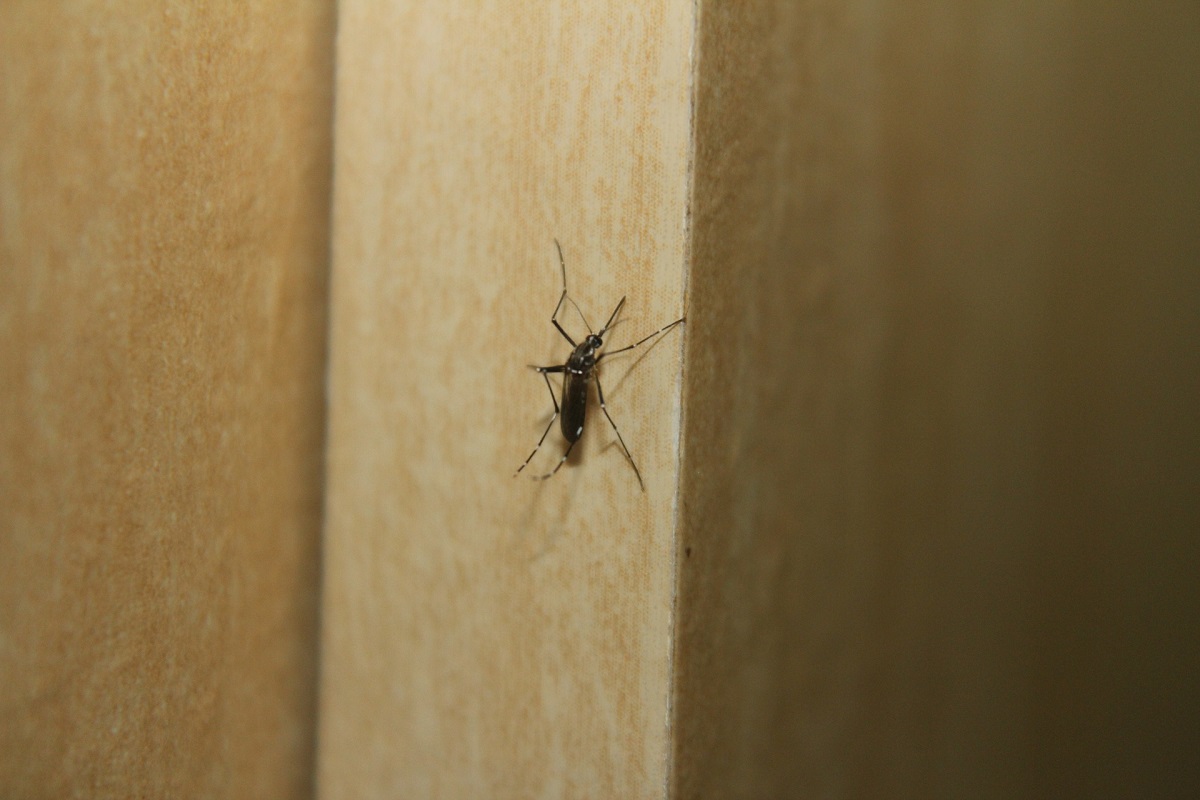 aedes2