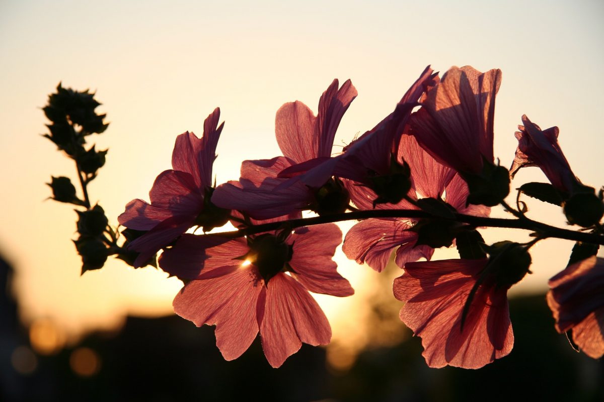 flower-646127_1920