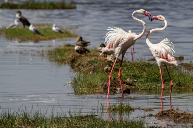 nature-bird-animal-wildlife-africa-pink-1343616-pxhere.com