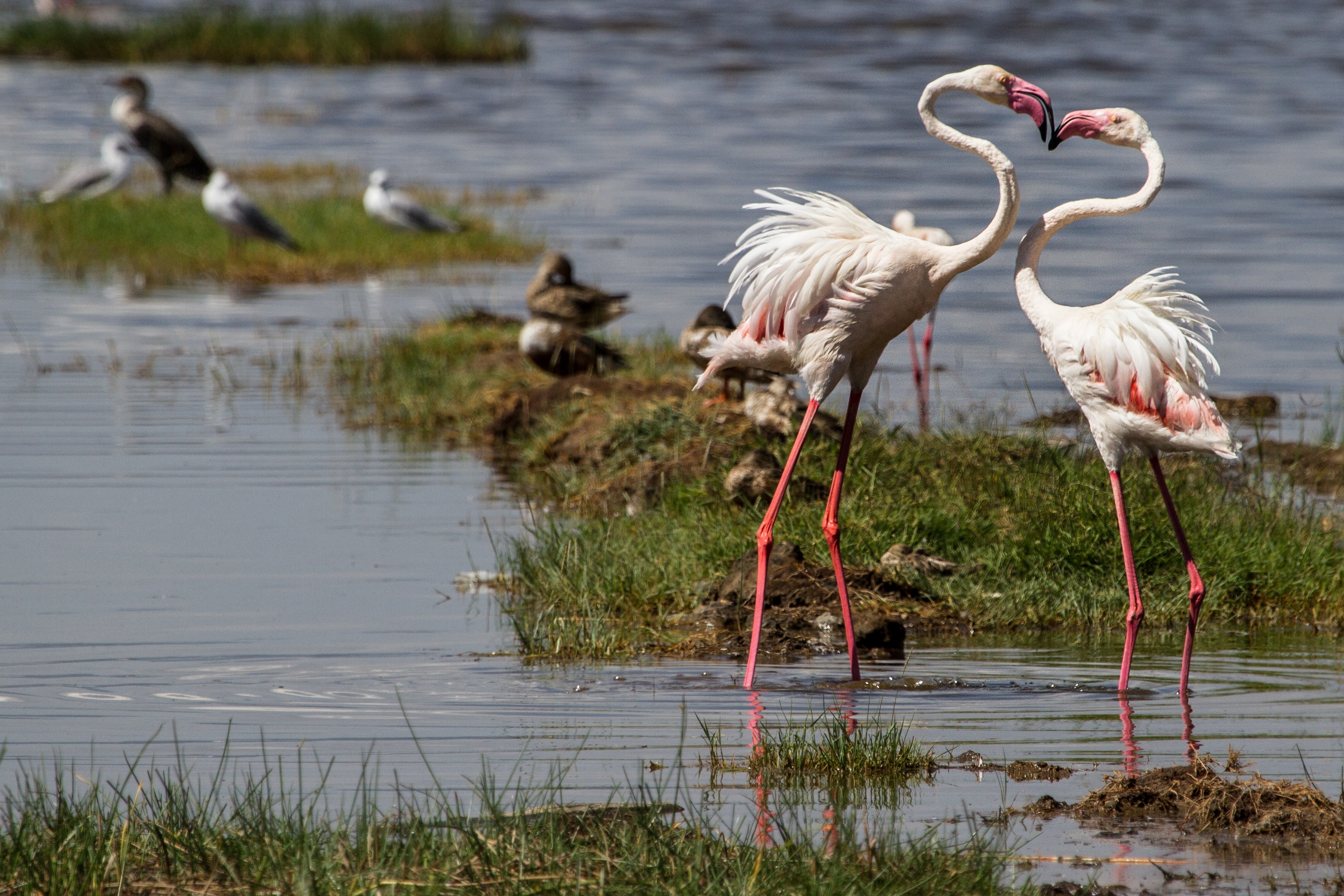 nature-bird-animal-wildlife-africa-pink-1343616-pxhere.com