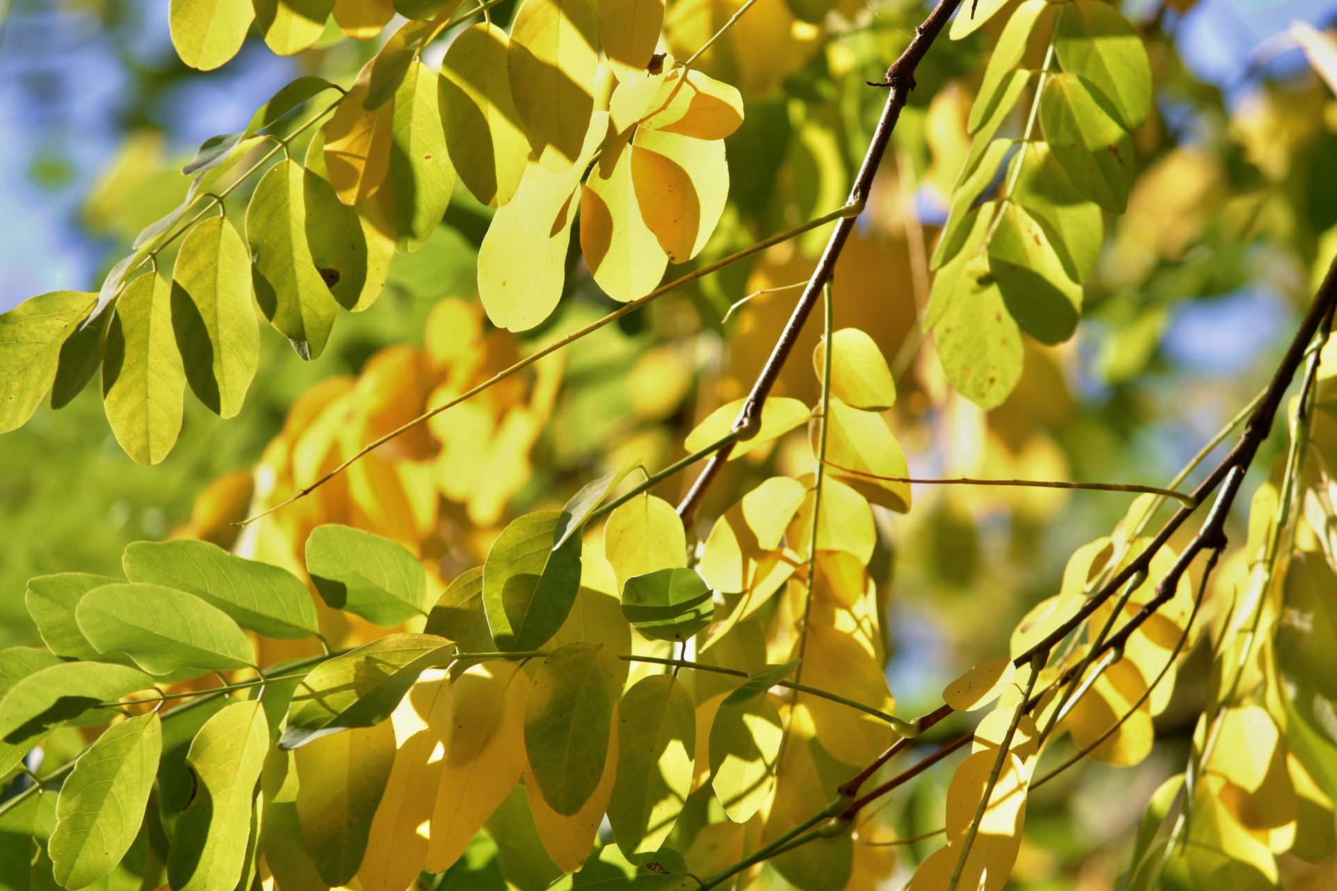 fall-foliage-2895346_1920