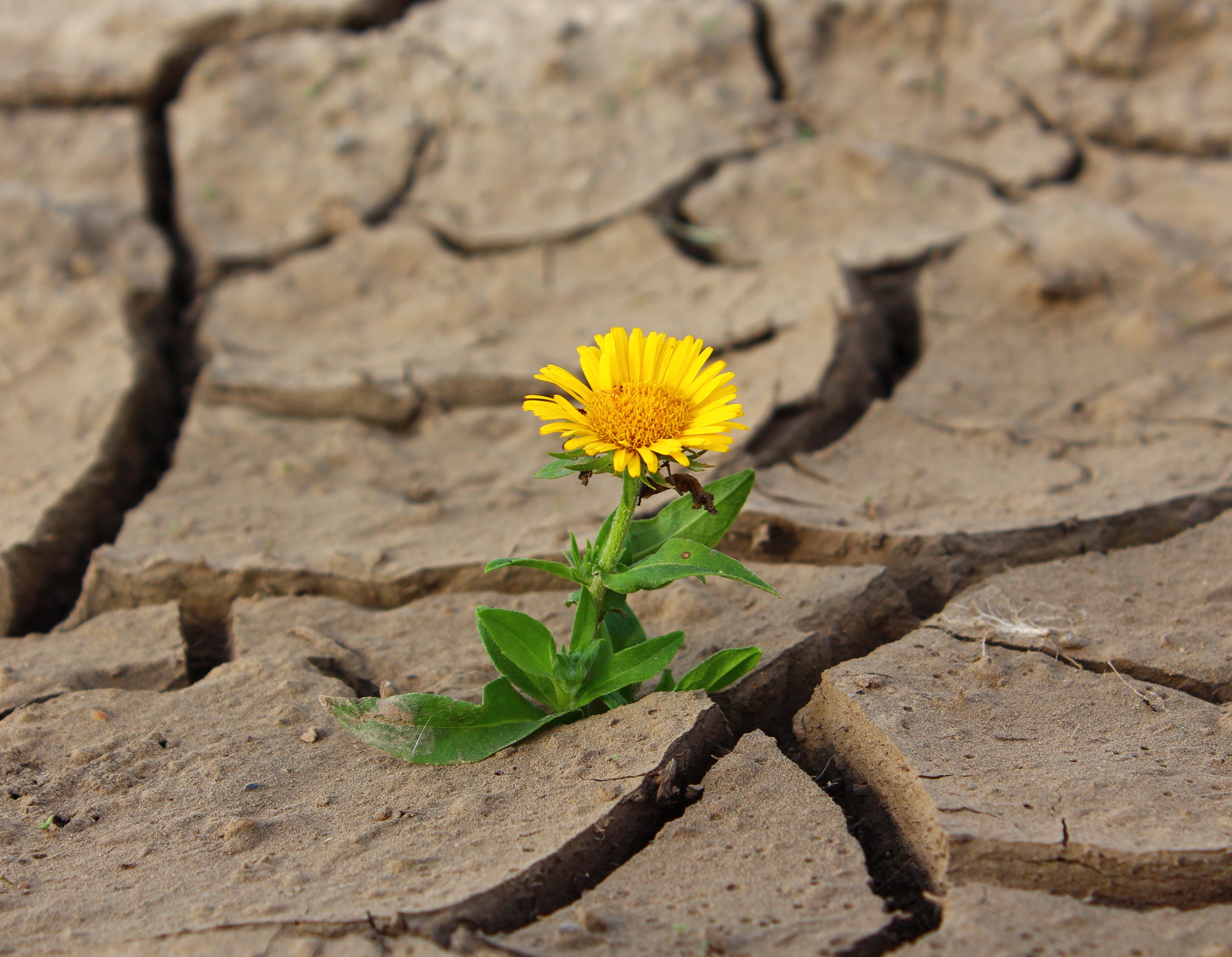 plant-leaf-desert-flower-dry-dirt-865929-pxhere.com