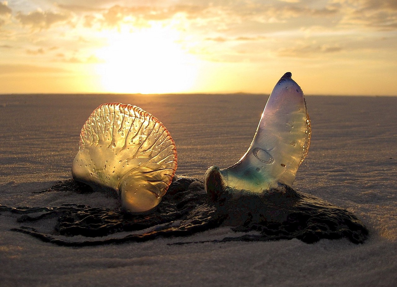 jellyfish-1969693_1280