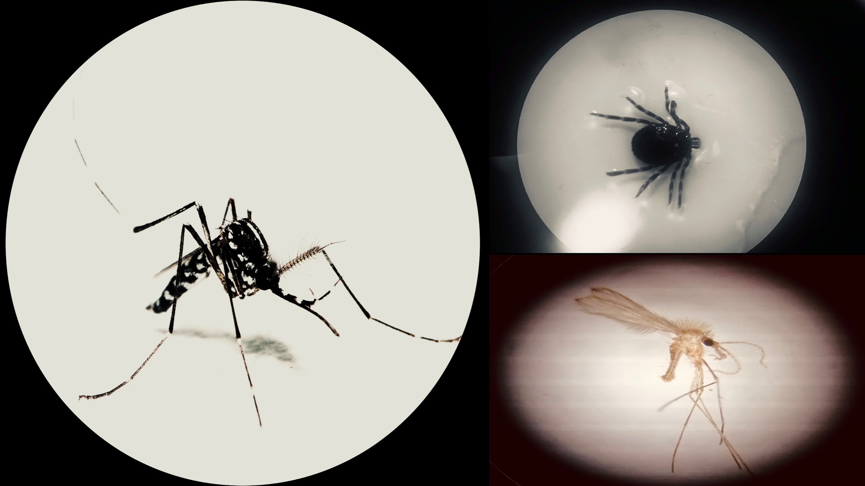 Vectores
