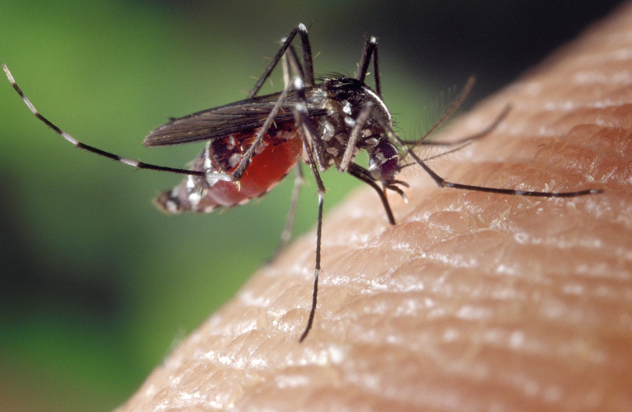 mosquito-tigre