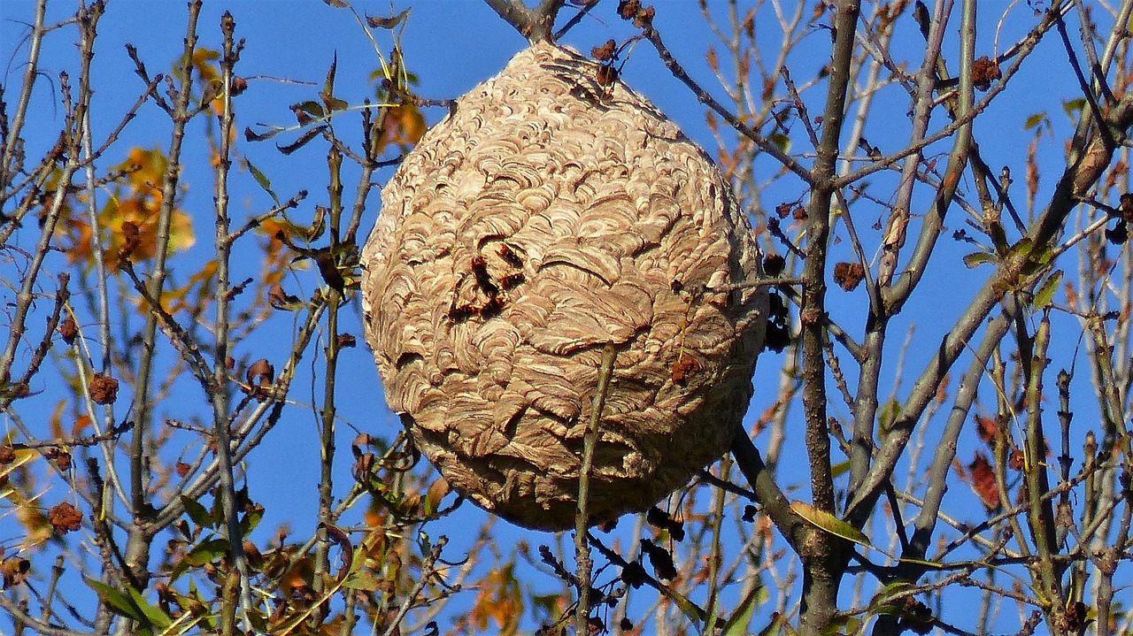 avispasiatica