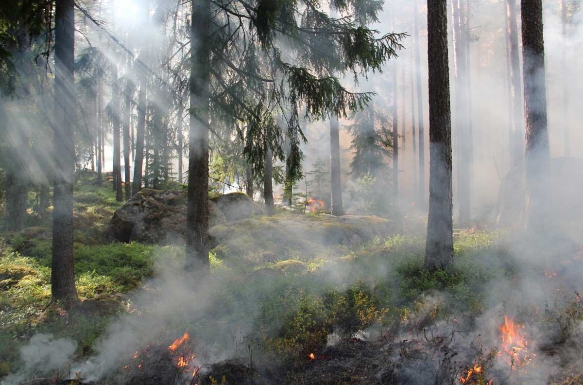 2019_01_09 Noticia_Cómo afecta el humo de los incendios a la salud