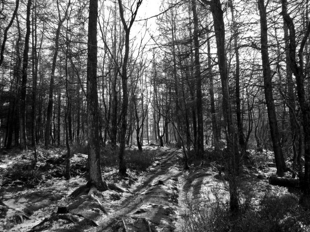 masasforestales