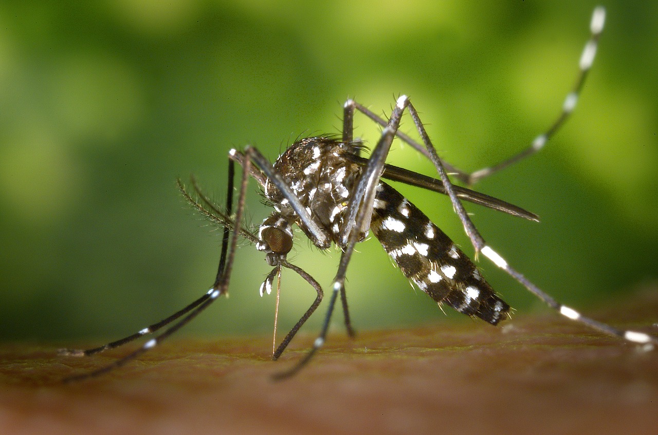 mosquitotigre1