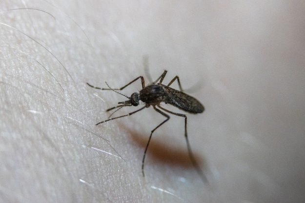 Aedes japonicus