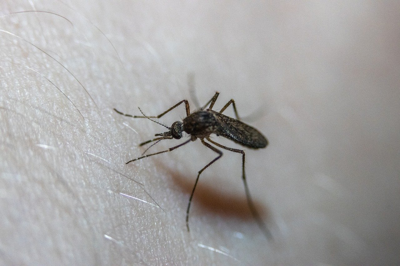 Aedes japonicus