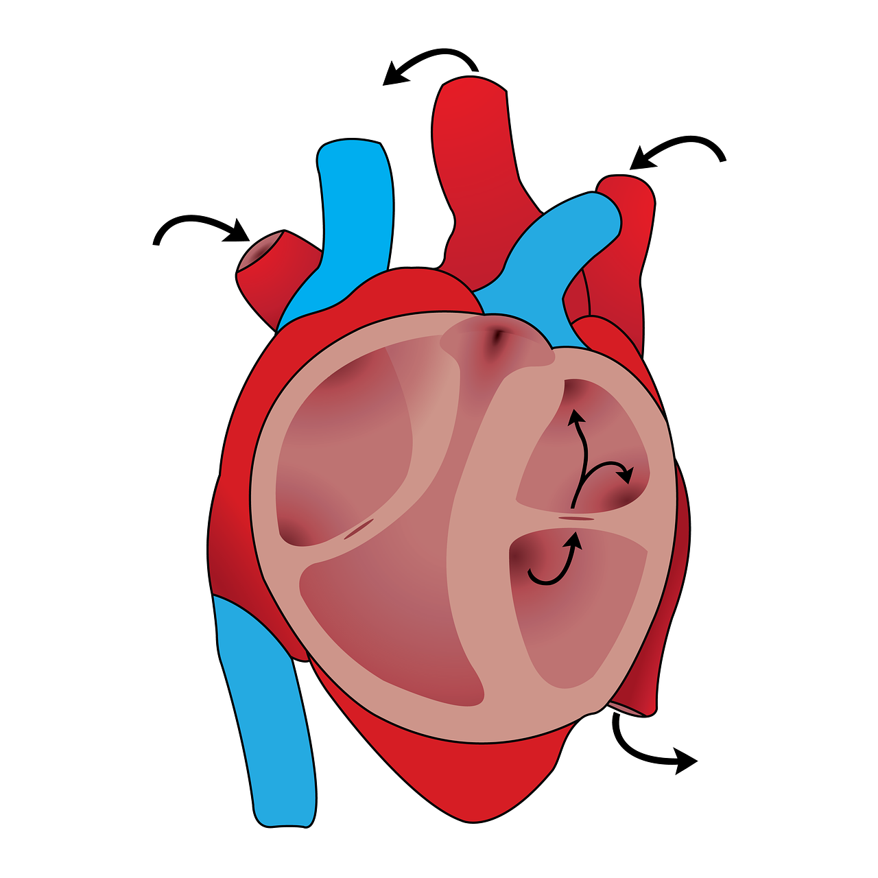 cardiovascular