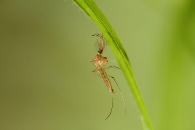 Cx_pipiens_AdultM_5175_AviaGH-ECDC