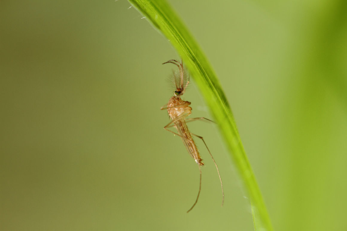 Cx_pipiens_AdultM_5175_AviaGH-ECDC