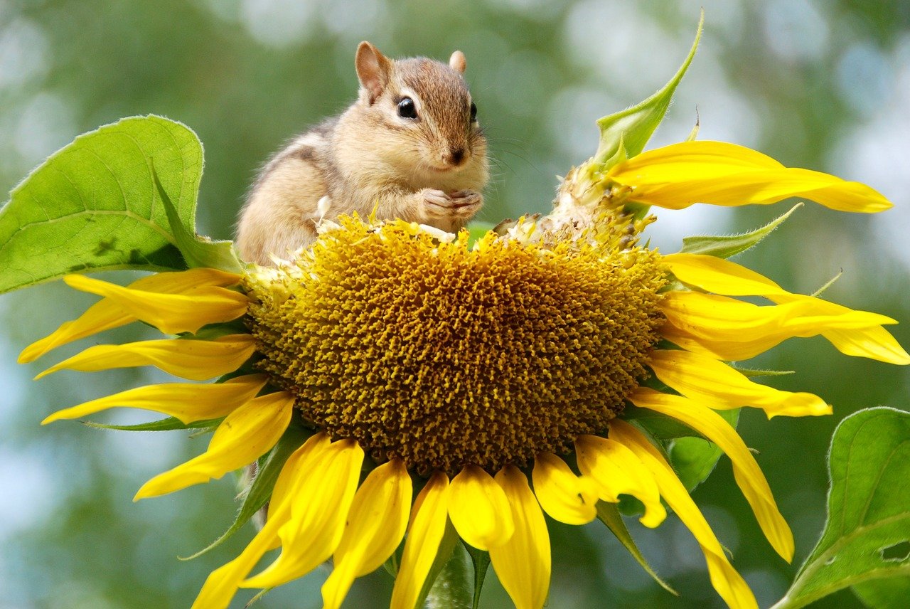 biodiversidad
