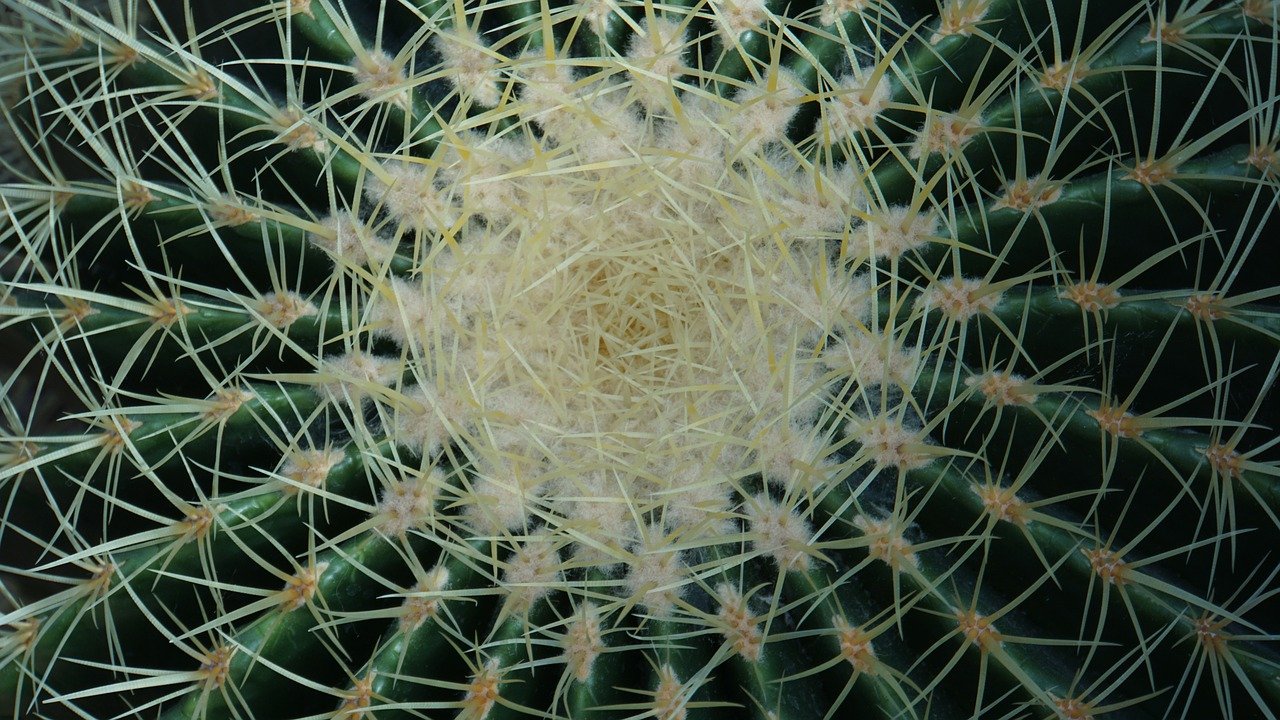 biodiversidad1
