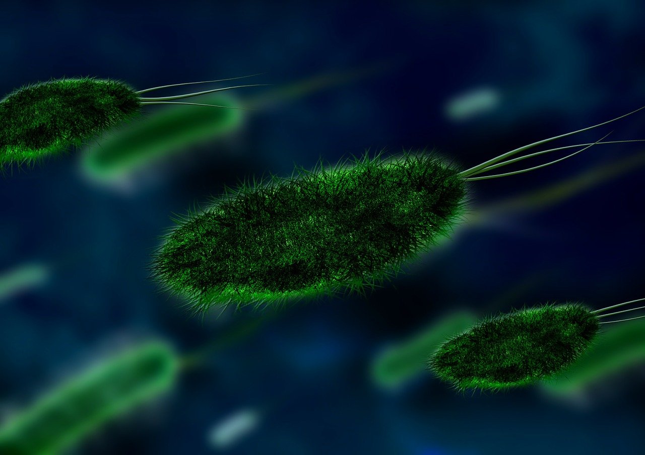 bacterias