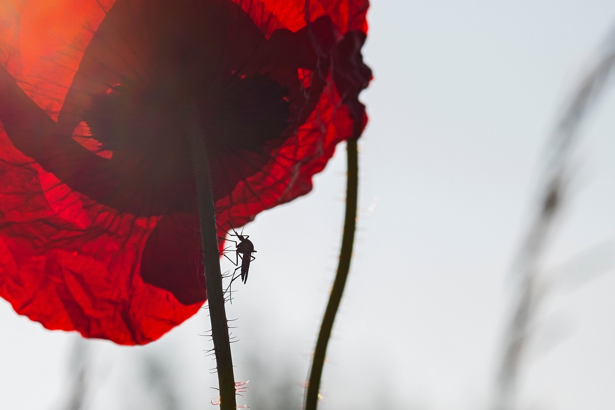 Fumigación contra los mosquitos que transmiten el virus del Nilo