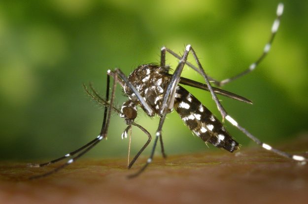 mosquito1