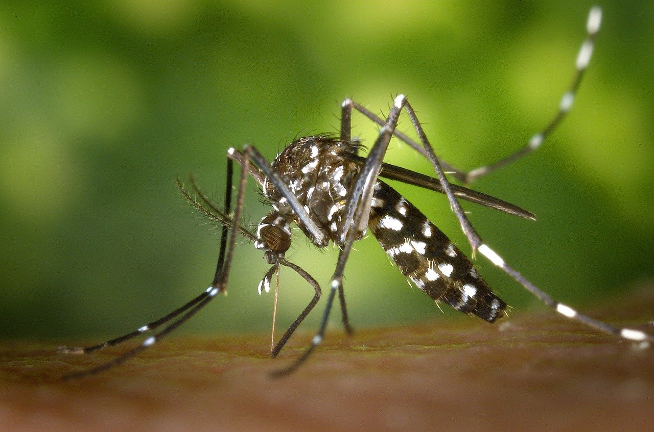 mosquito1