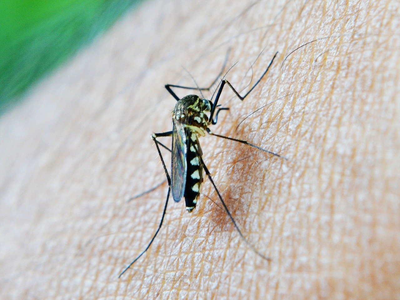 malaria