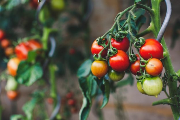 tomates