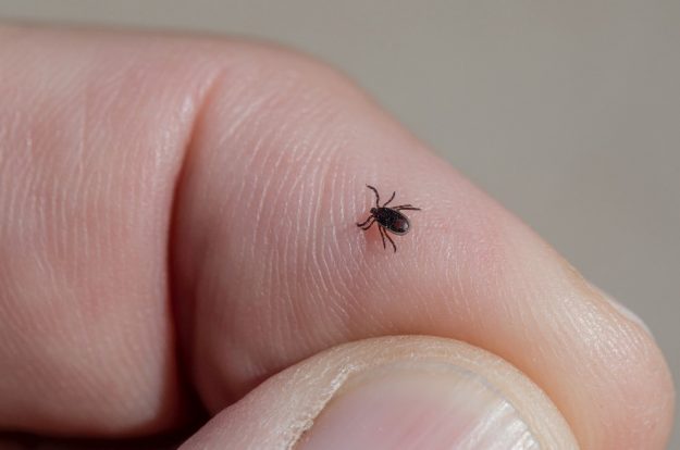 mano-mosquito