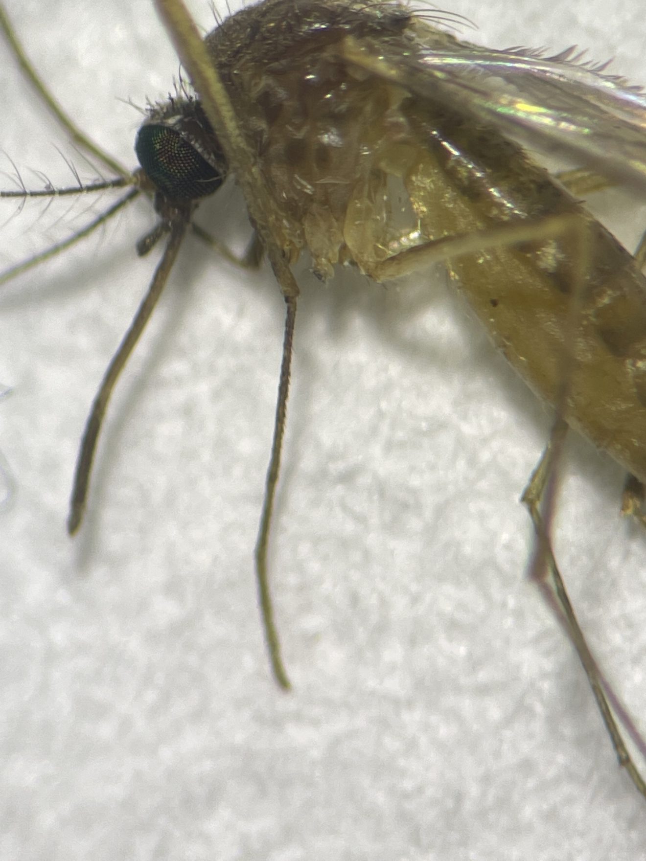 El papel de los mosquitos en la transmisión de patógenos