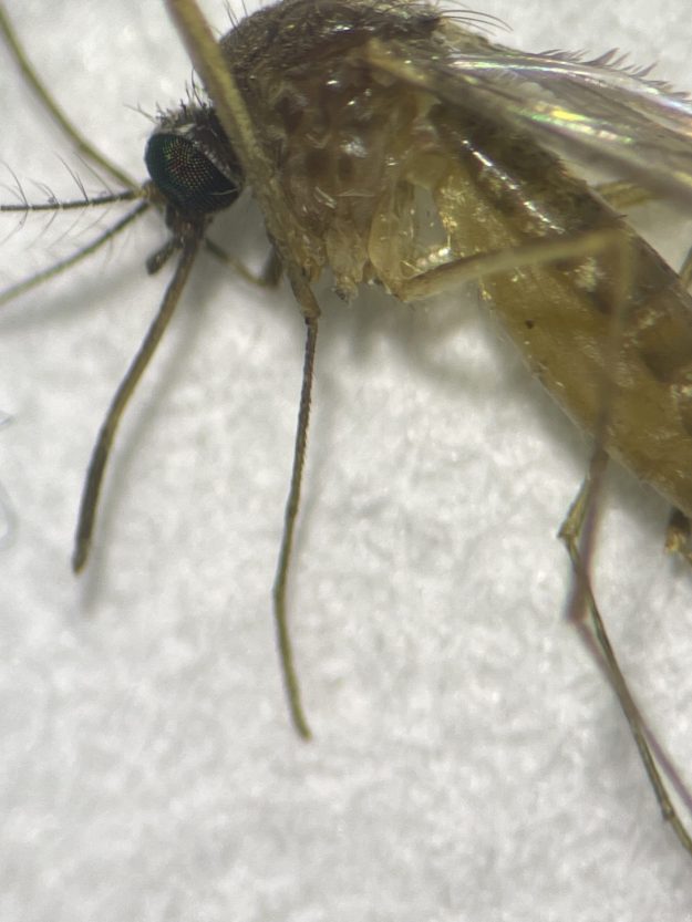 Mosquito