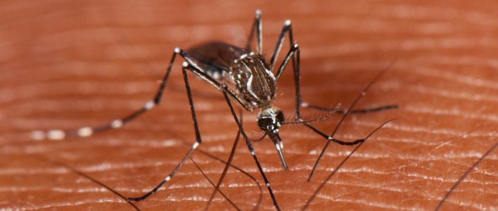 Efectividad de las intervenciones ambientales para la vigilancia del vector del dengue, Zika y chikungunya