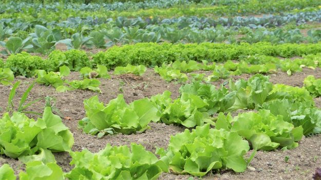 pesticidas-alimentos