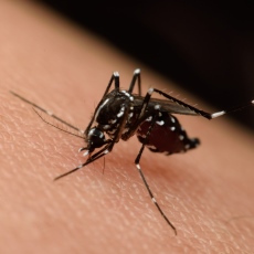 Zika,WestNile