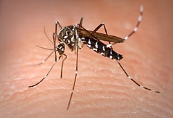 Aedes_Albopictus