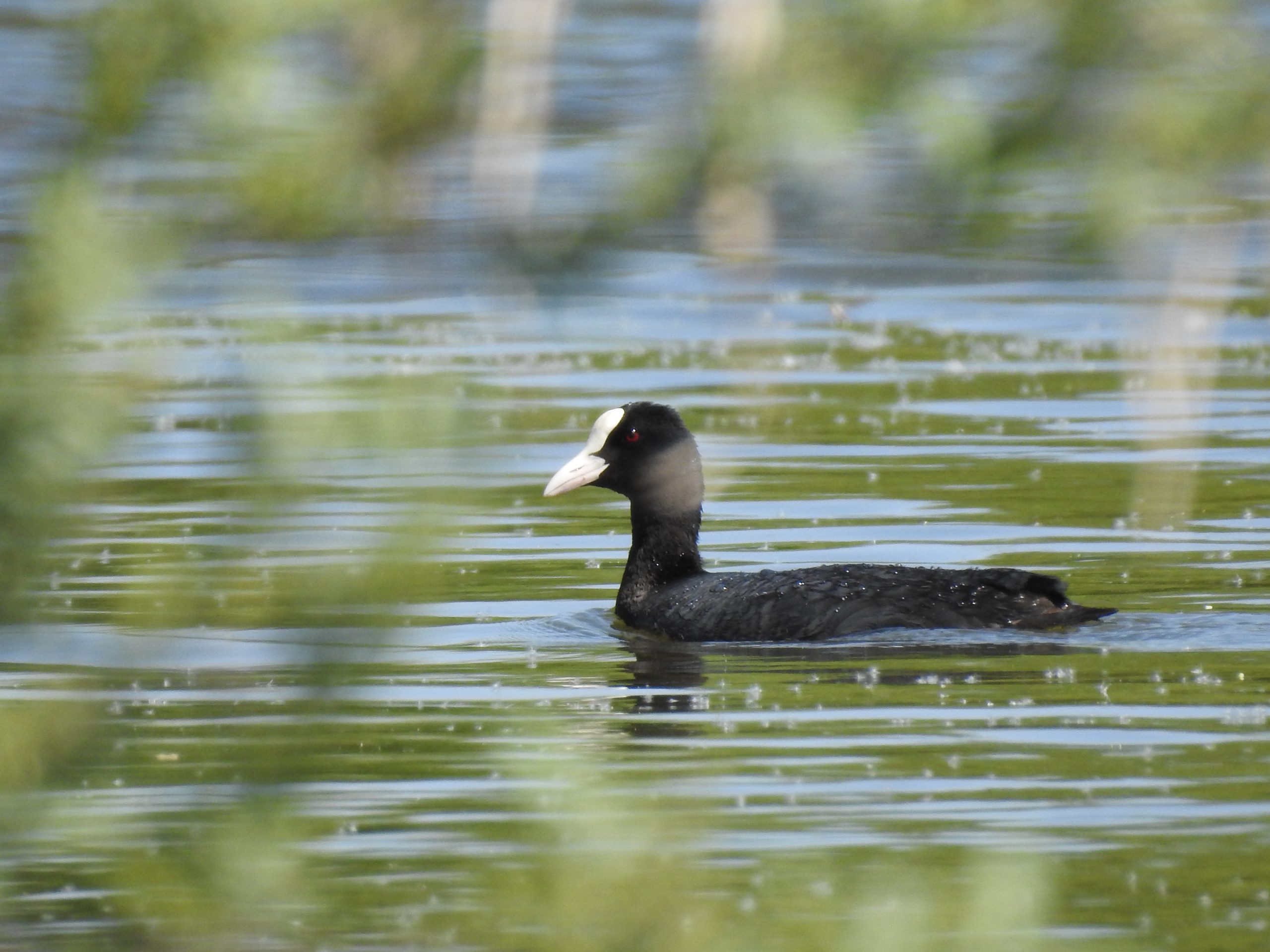 Focha común (Fulica atra) (002)