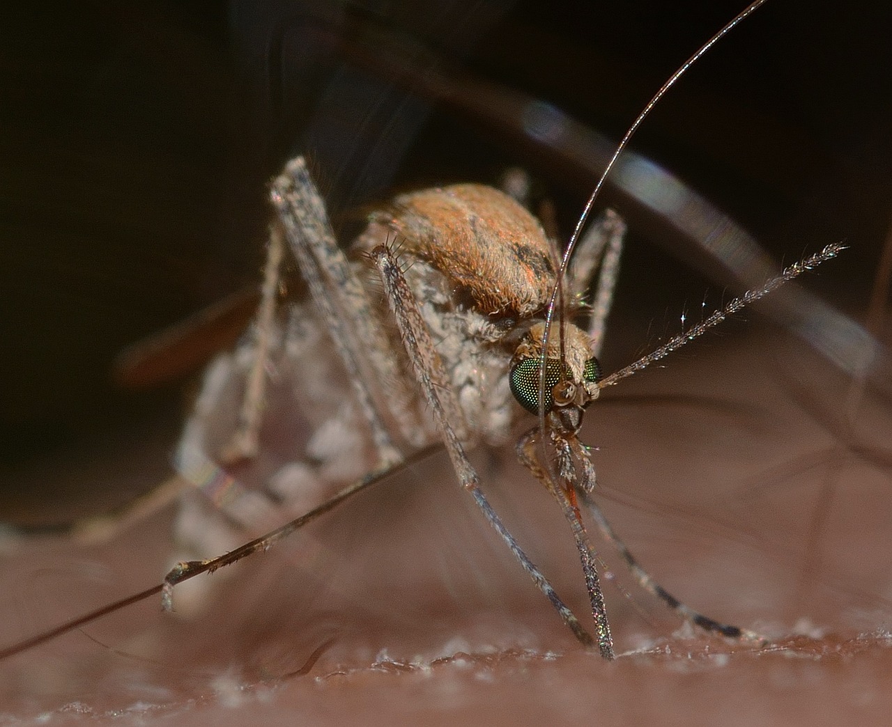Efectos de la exposición a antibióticos en la supervivencia de mosquitos vectores