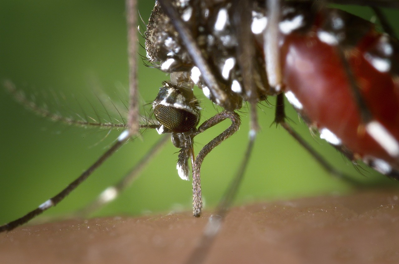 El papel del microbiota en la transmisión de patógenos por el mosquito invasor Aedes albopictus