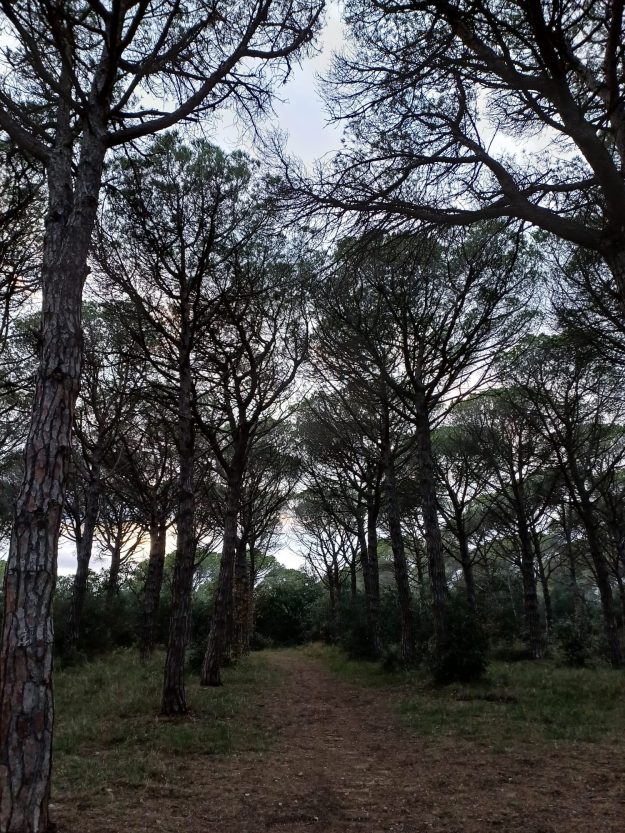 98e2edfd-eb62-4533-ada6-18848560c66e