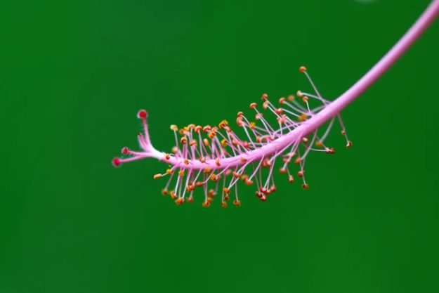 Flower-Pollen-72677-pixahive
