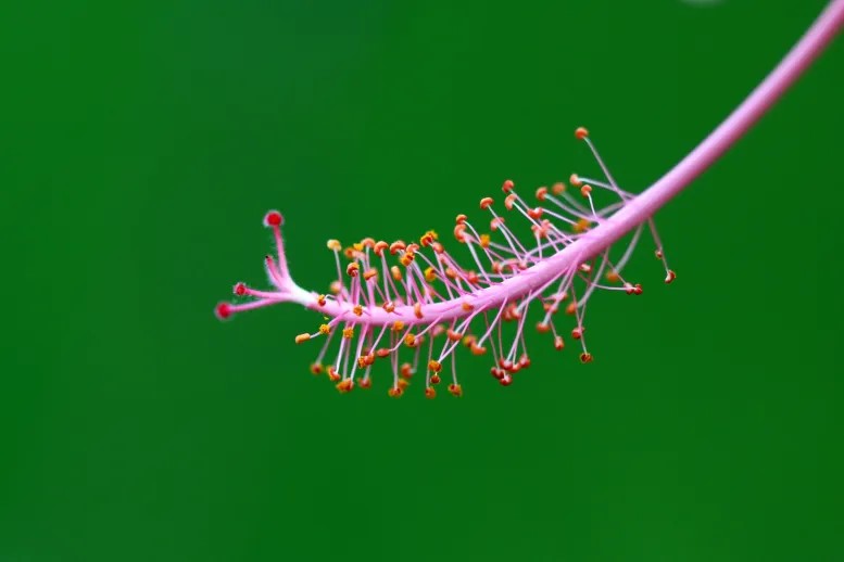 Flower-Pollen-72677-pixahive