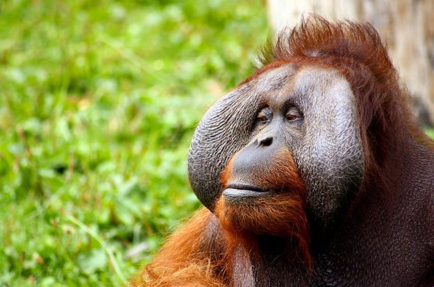 monkey-428032_1280 (3)