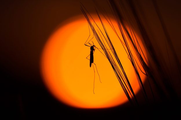 mosquito