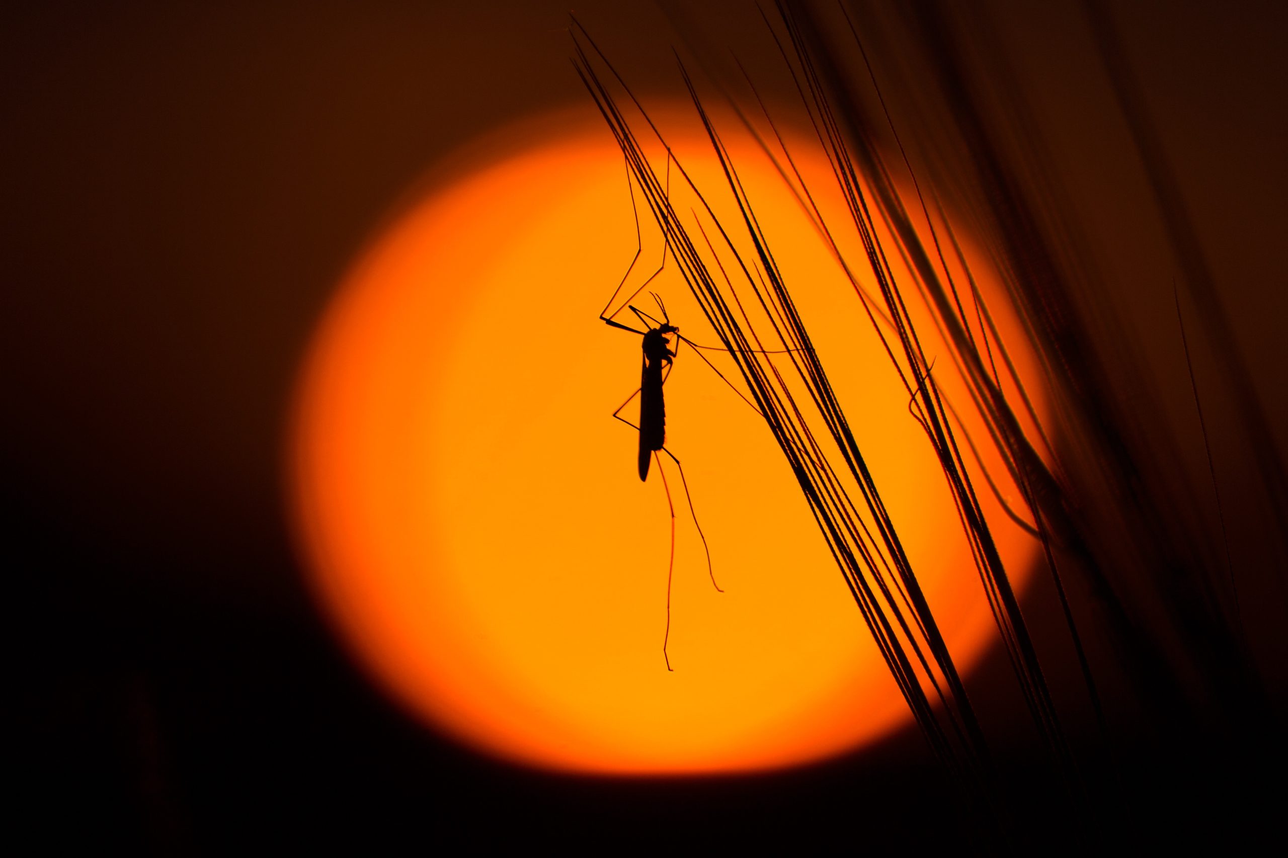 mosquito