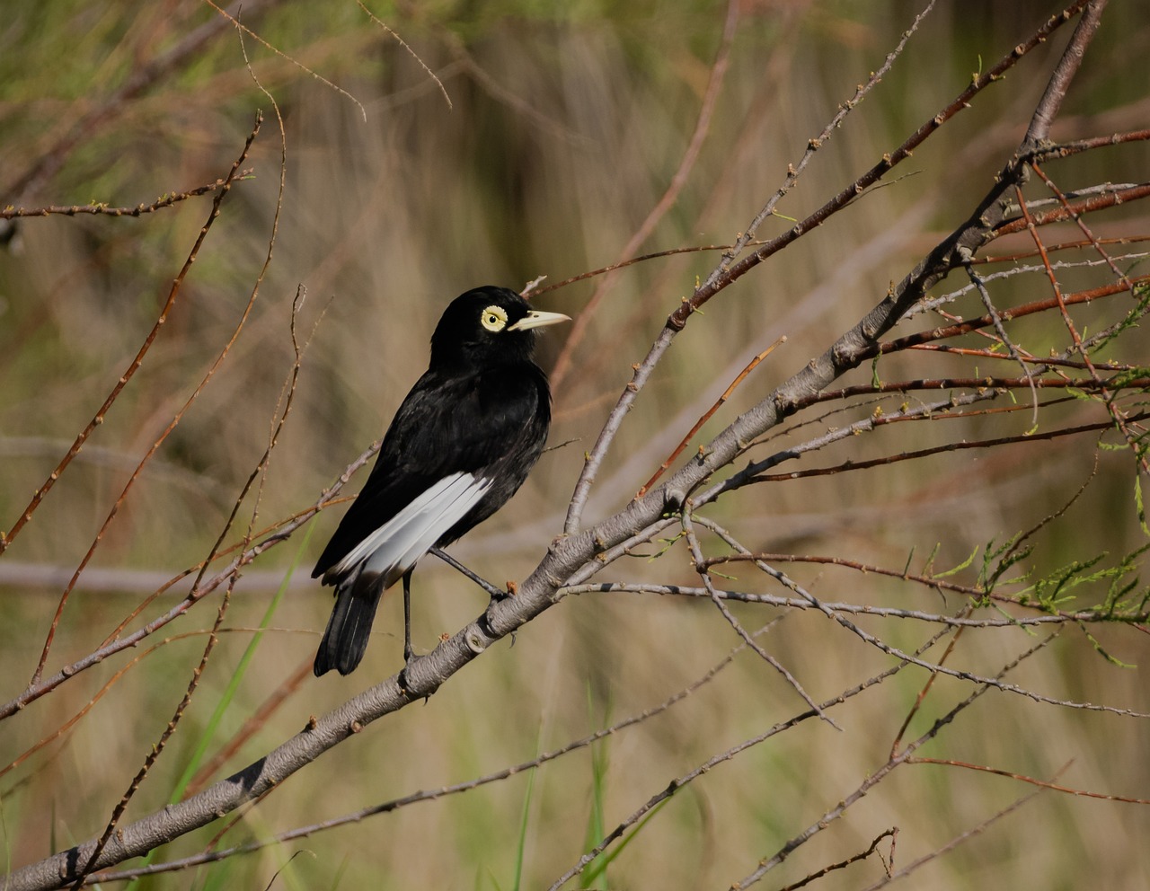 wild-birds-7505969_1280