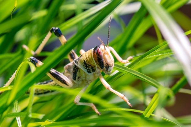 desert-locust-schistocerca-gregaria-grasshopper-animals-676298-1024 (002)